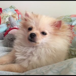 Meet your Posher, Darrien